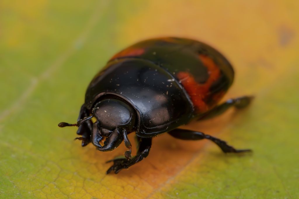Histeridae - Hister quadrimaculatus
